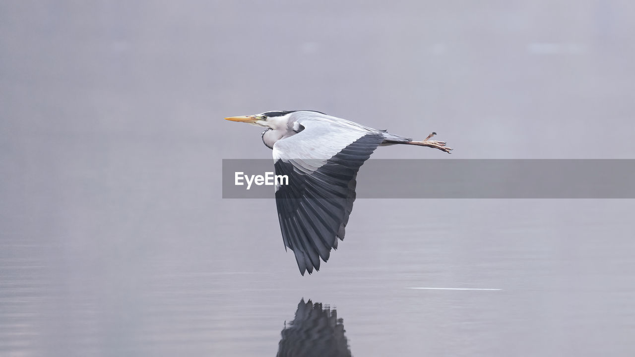 A grey heron flies just above the water surface