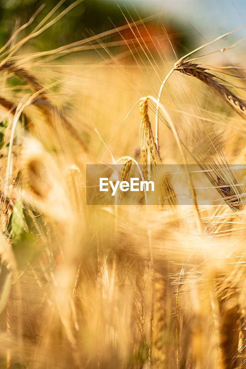 Close-up of stalks in field