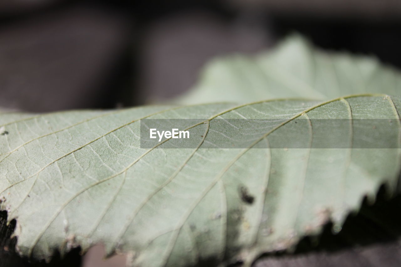 CLOSE-UP OF DROP ON LEAF