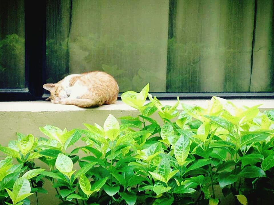 DOG SLEEPING ON PLANT