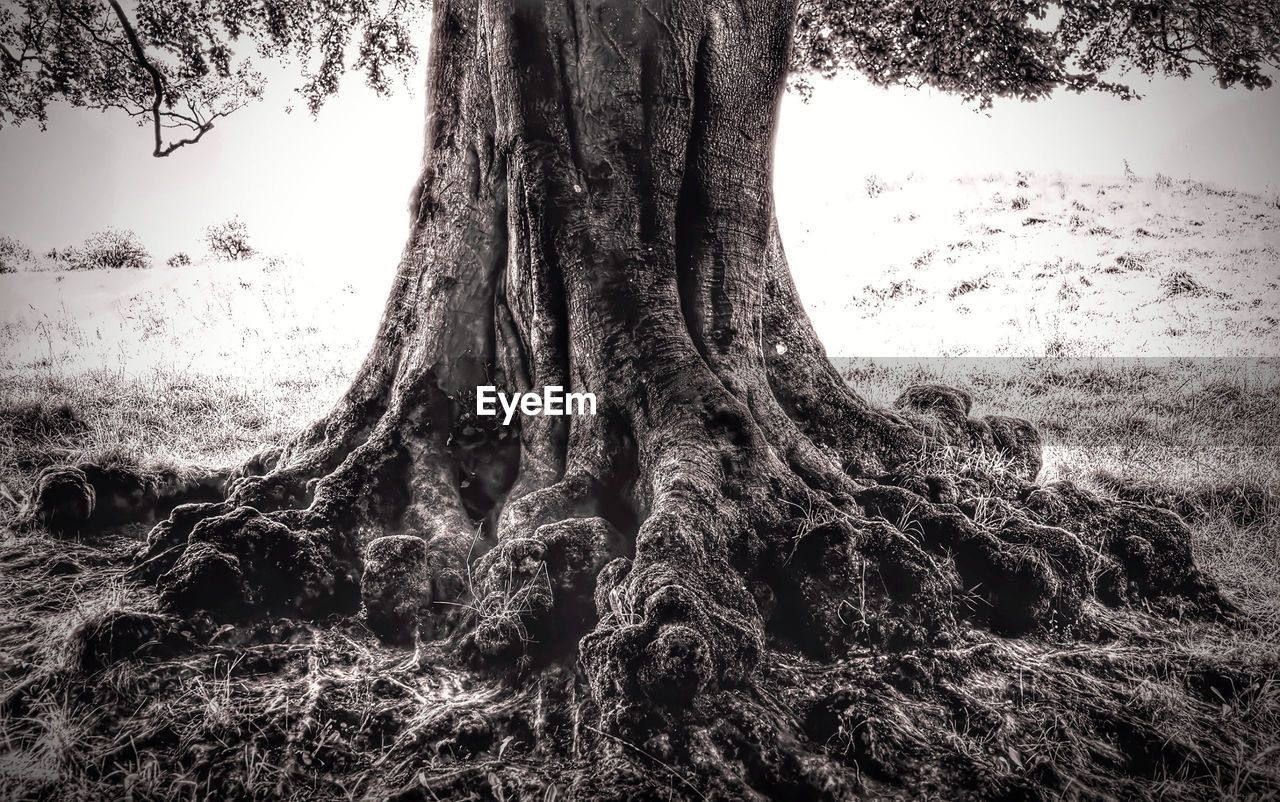 Close-up of tree trunk in forest