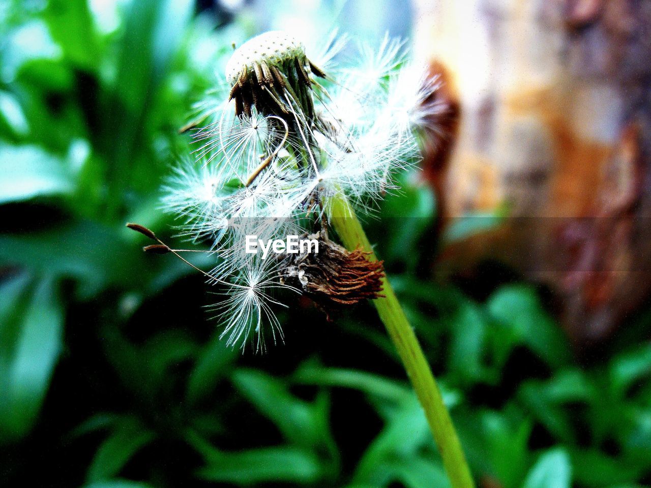 CLOSE-UP OF WILTED DANDELION