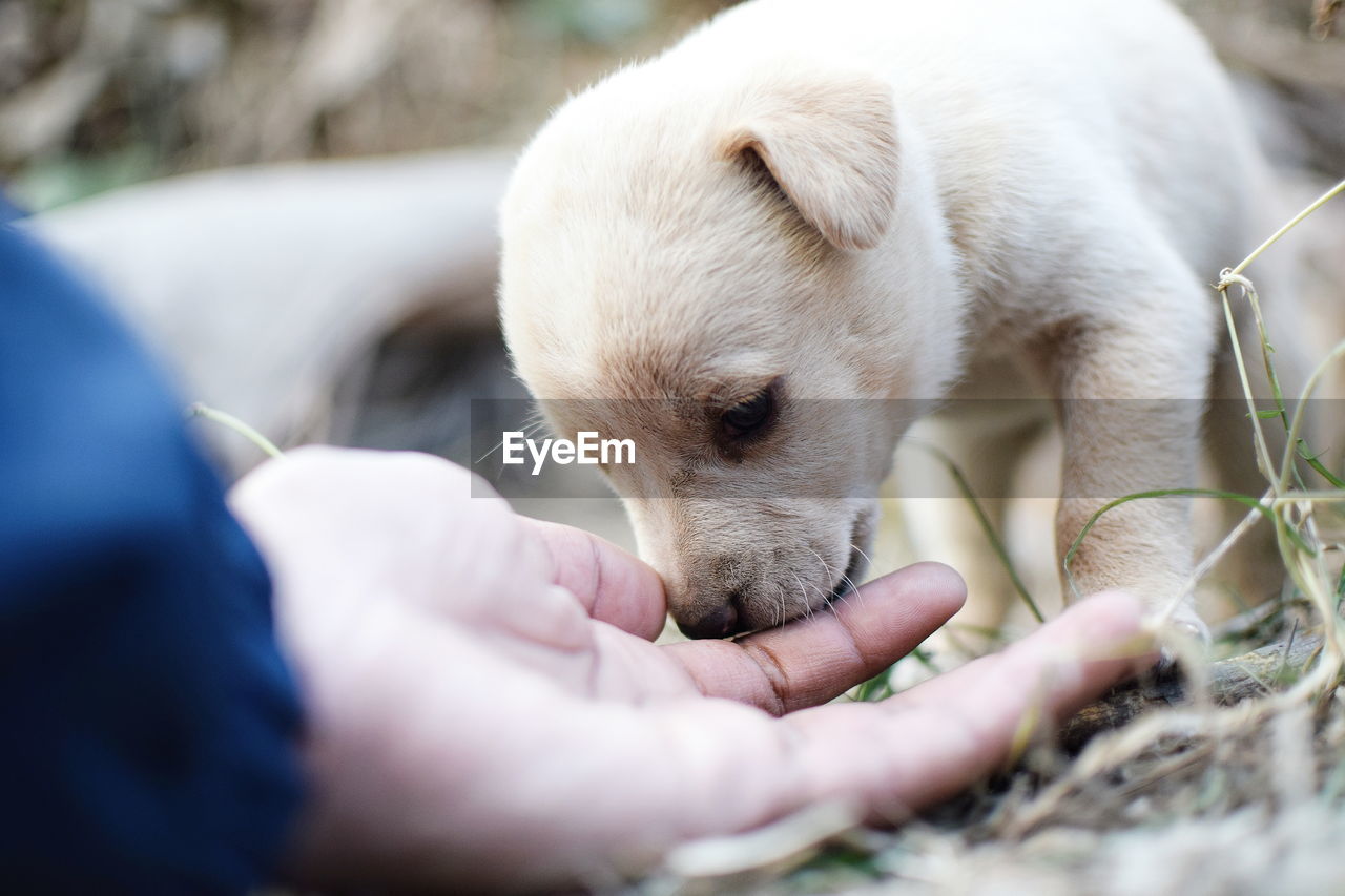 Close-up of puppy