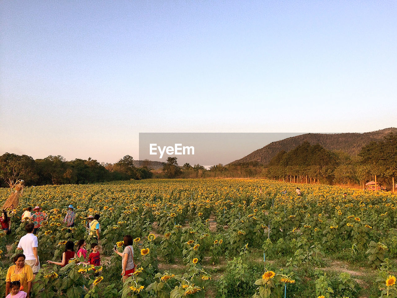 People at sunflower field against clear sky during sunset