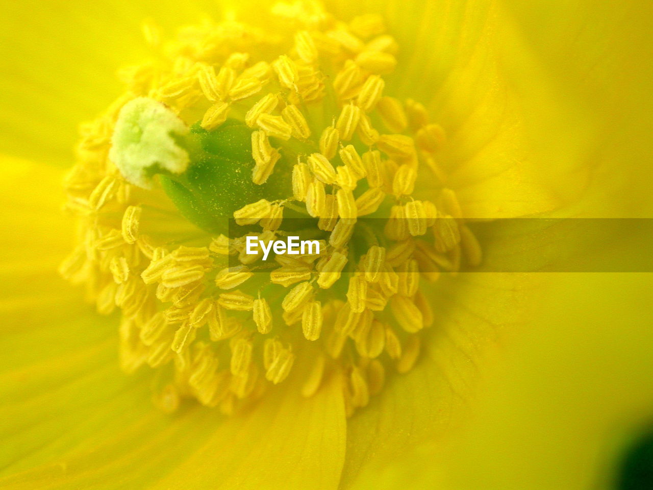 MACRO SHOT OF YELLOW FLOWER