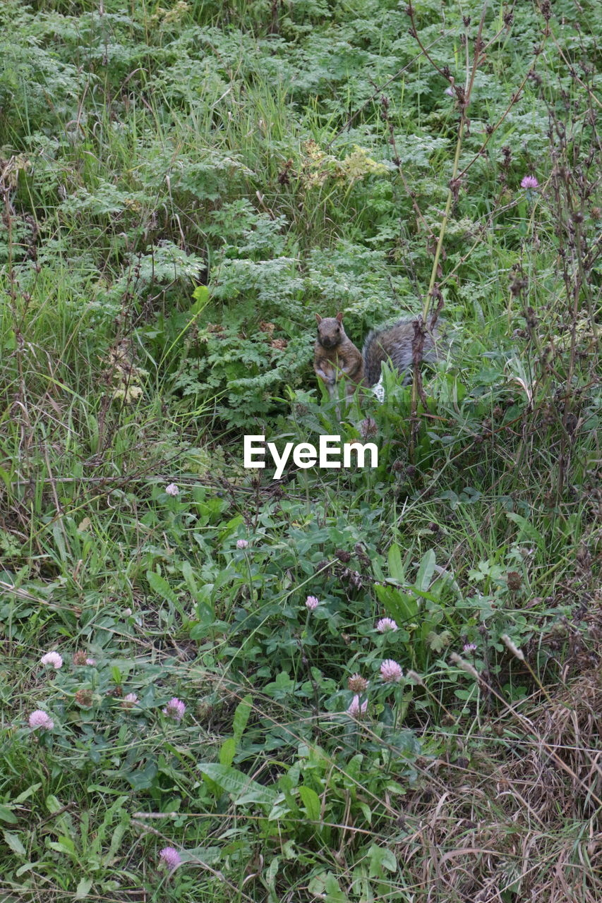 HIGH ANGLE VIEW OF SHEEP ON FIELD