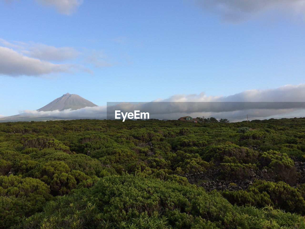 Scenic view of trees against cloudy sky