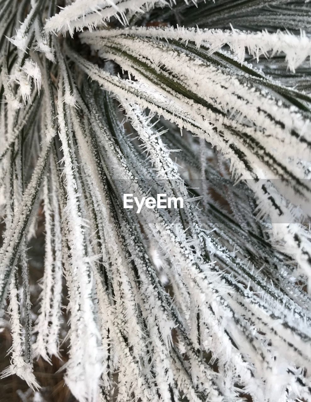 CLOSE-UP OF FROZEN PLANTS