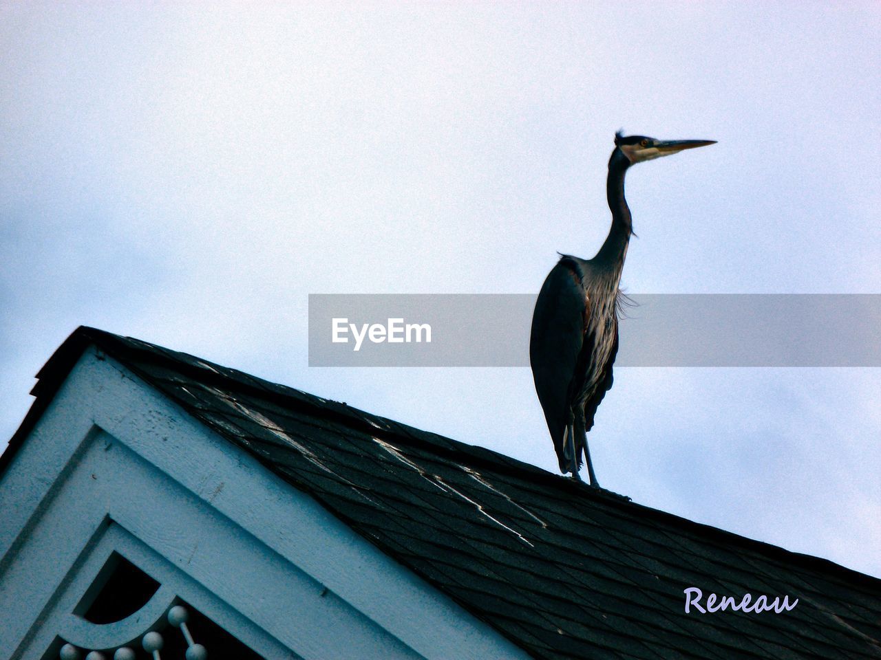 LOW ANGLE VIEW OF BIRD PERCHING ON A BUILDING