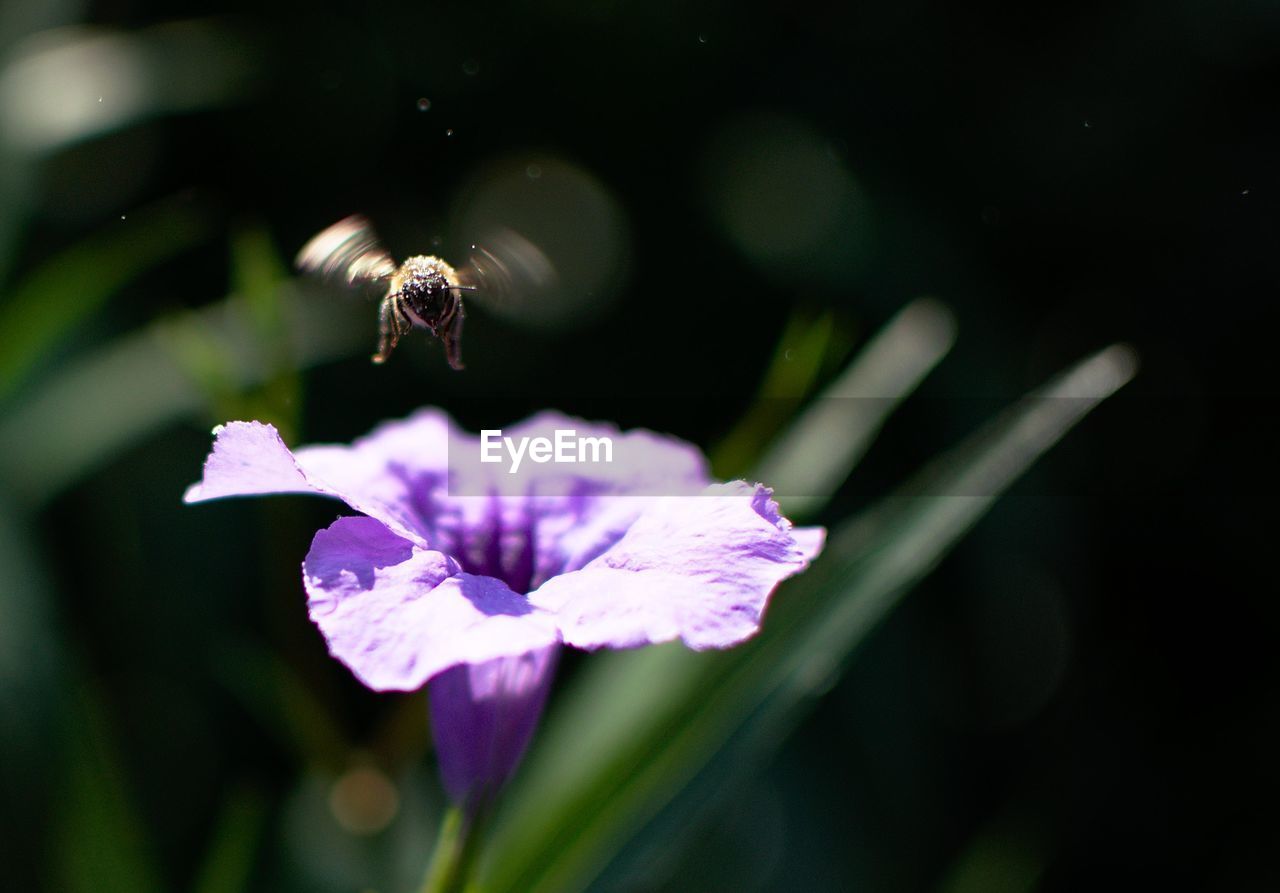 Close-up of bee over purple flower