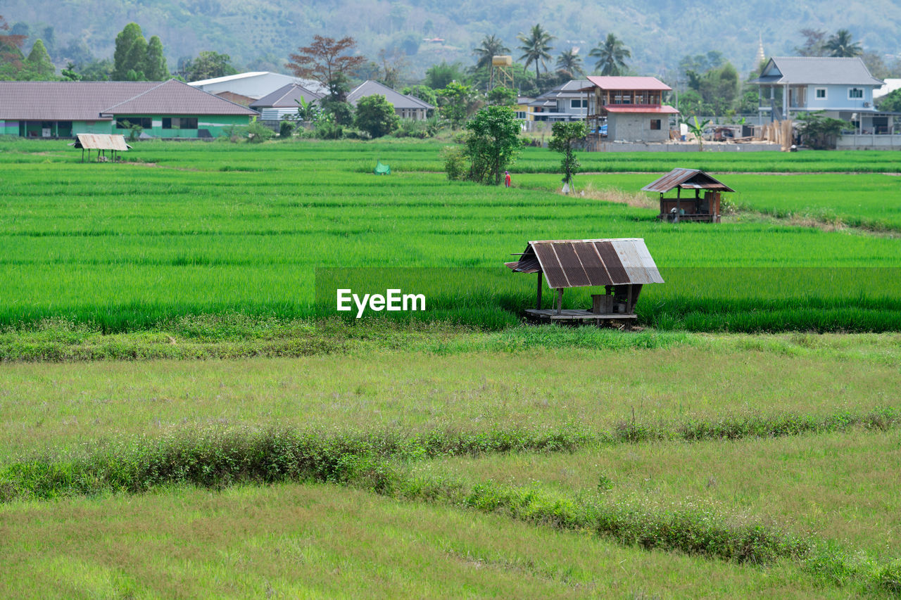 SCENIC VIEW OF AGRICULTURAL FIELD