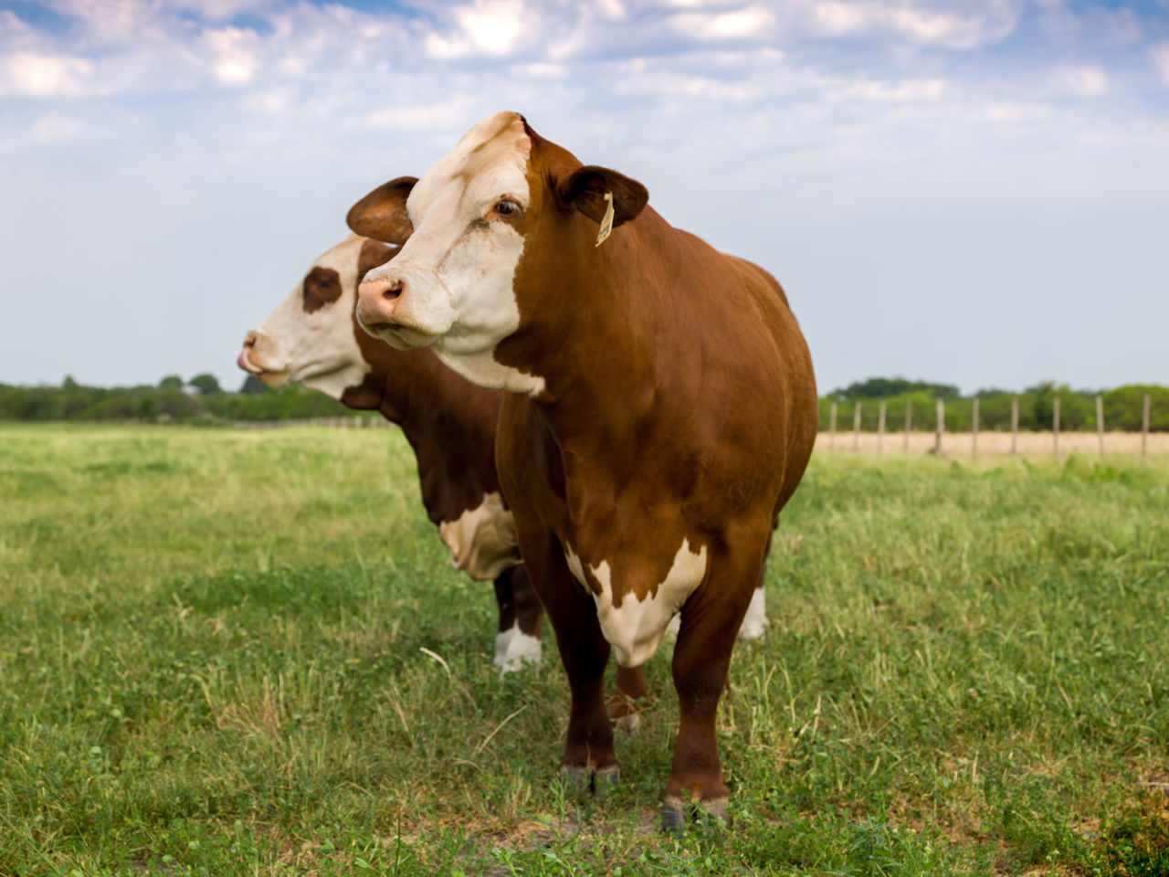 COW STANDING ON FIELD