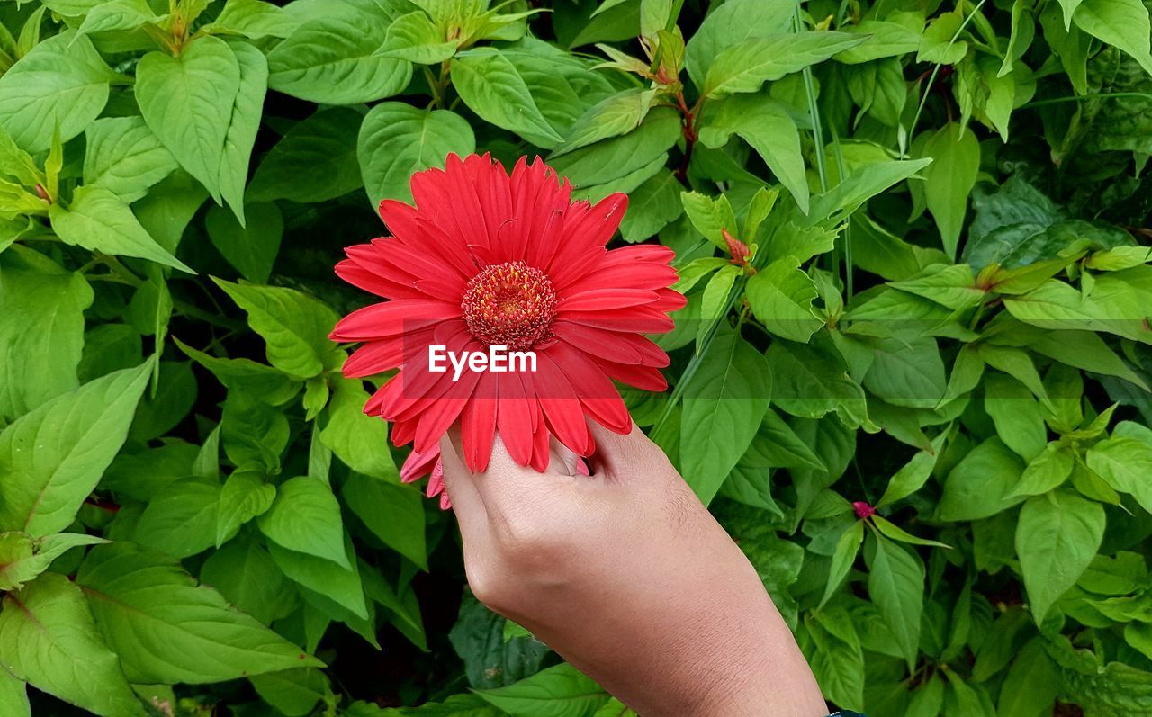 Person holding red flower