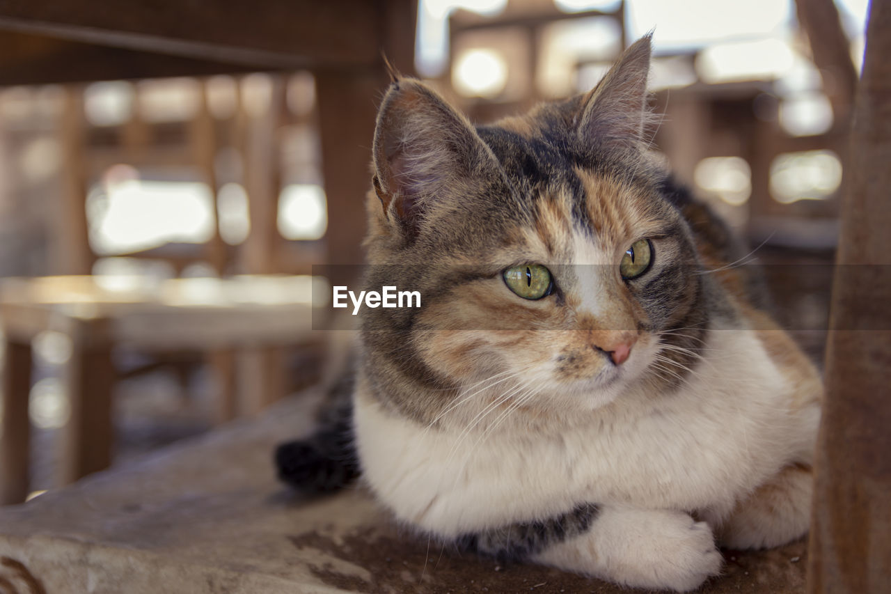 CLOSE-UP PORTRAIT OF A CAT LOOKING AWAY