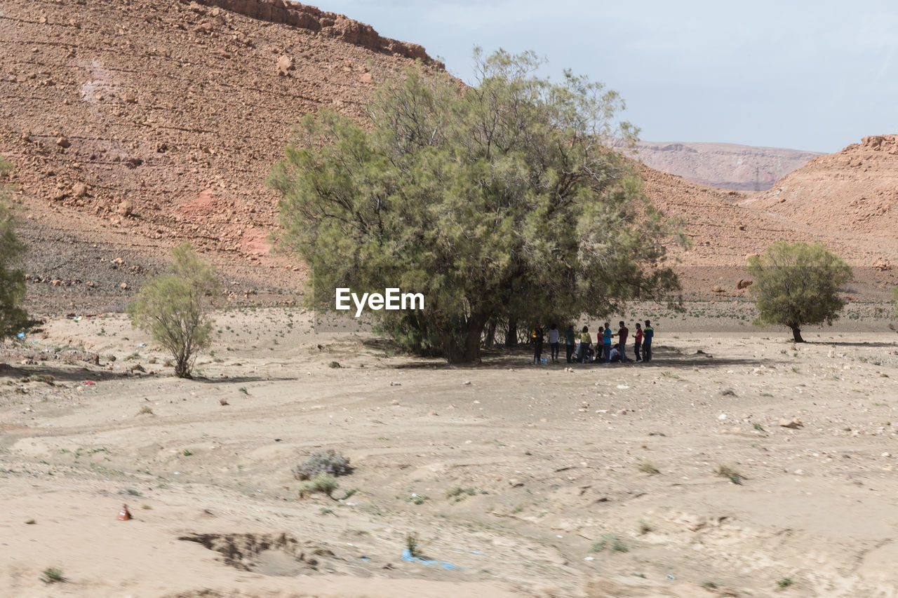 People standing below tree on land against mountain