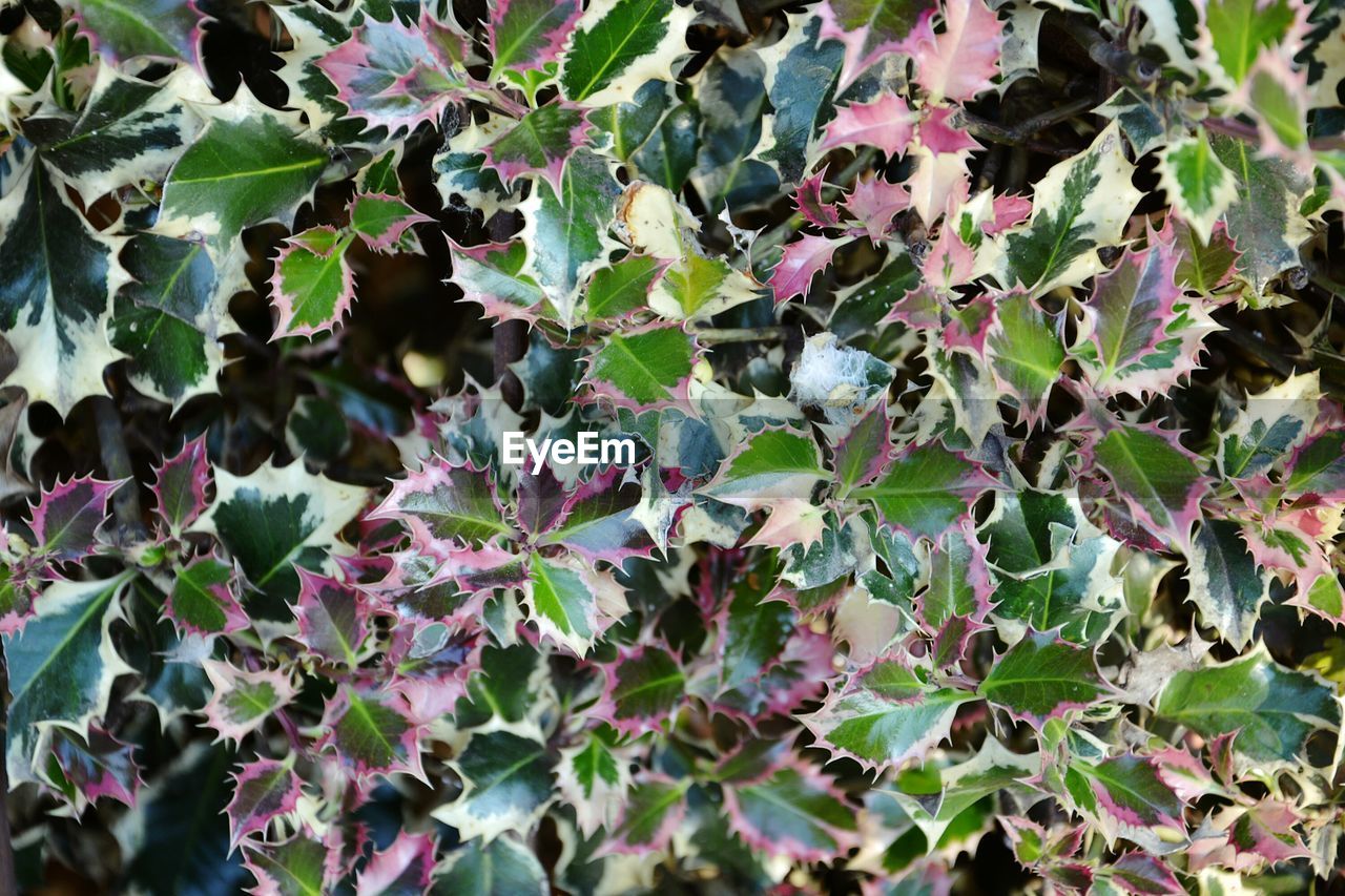 Full frame shot of green leaves