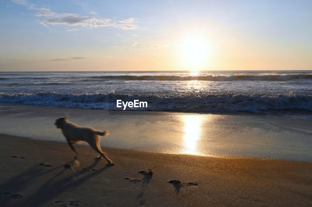 DOG STANDING ON BEACH DURING SUNSET