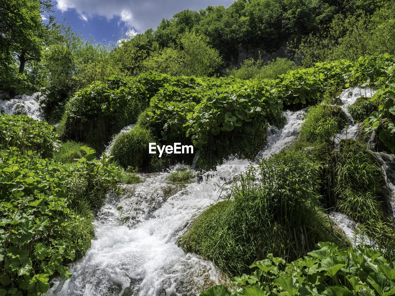 Scenic view of waterfall in forest