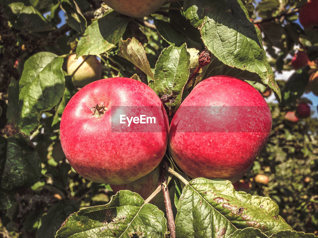 CLOSE-UP OF RED APPLE TREE
