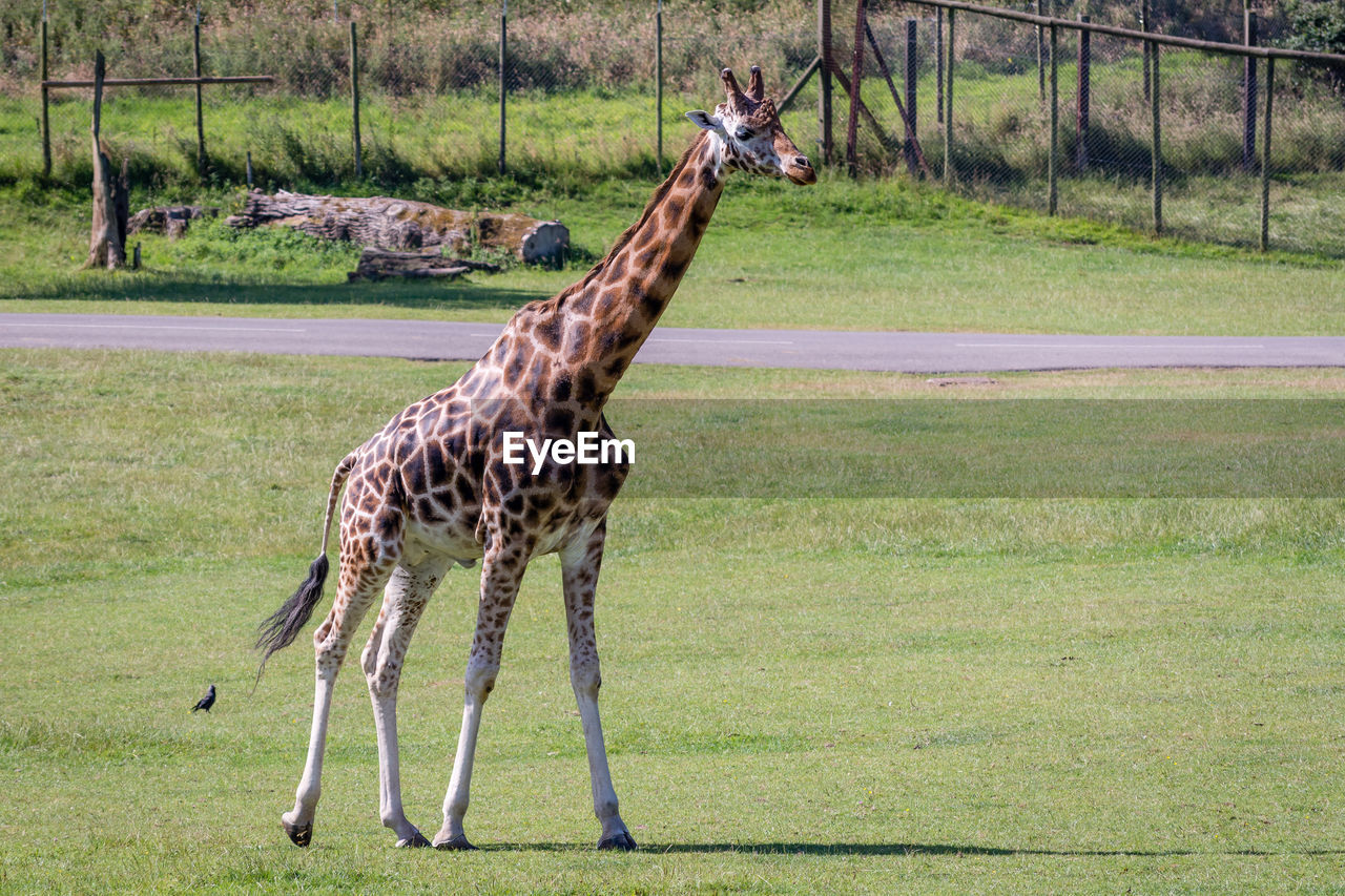 View of an giraffe on grass