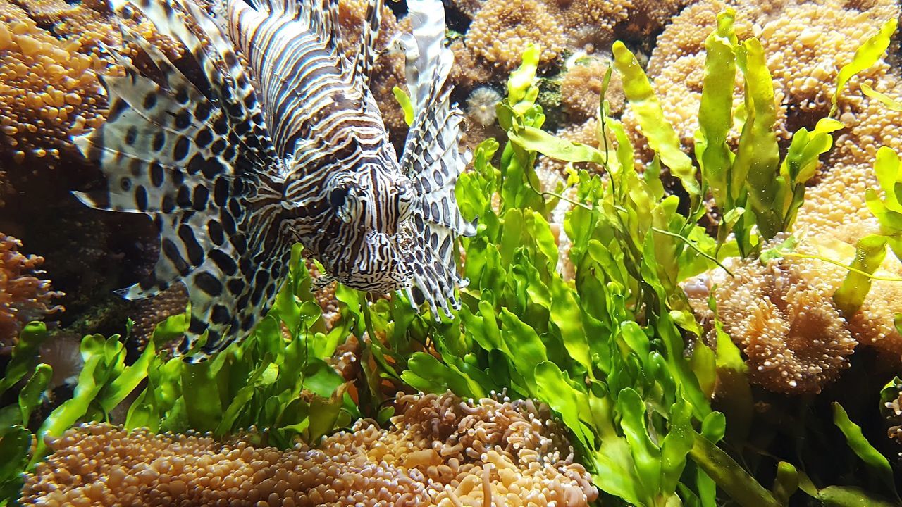 CLOSE-UP OF CORAL IN WATER