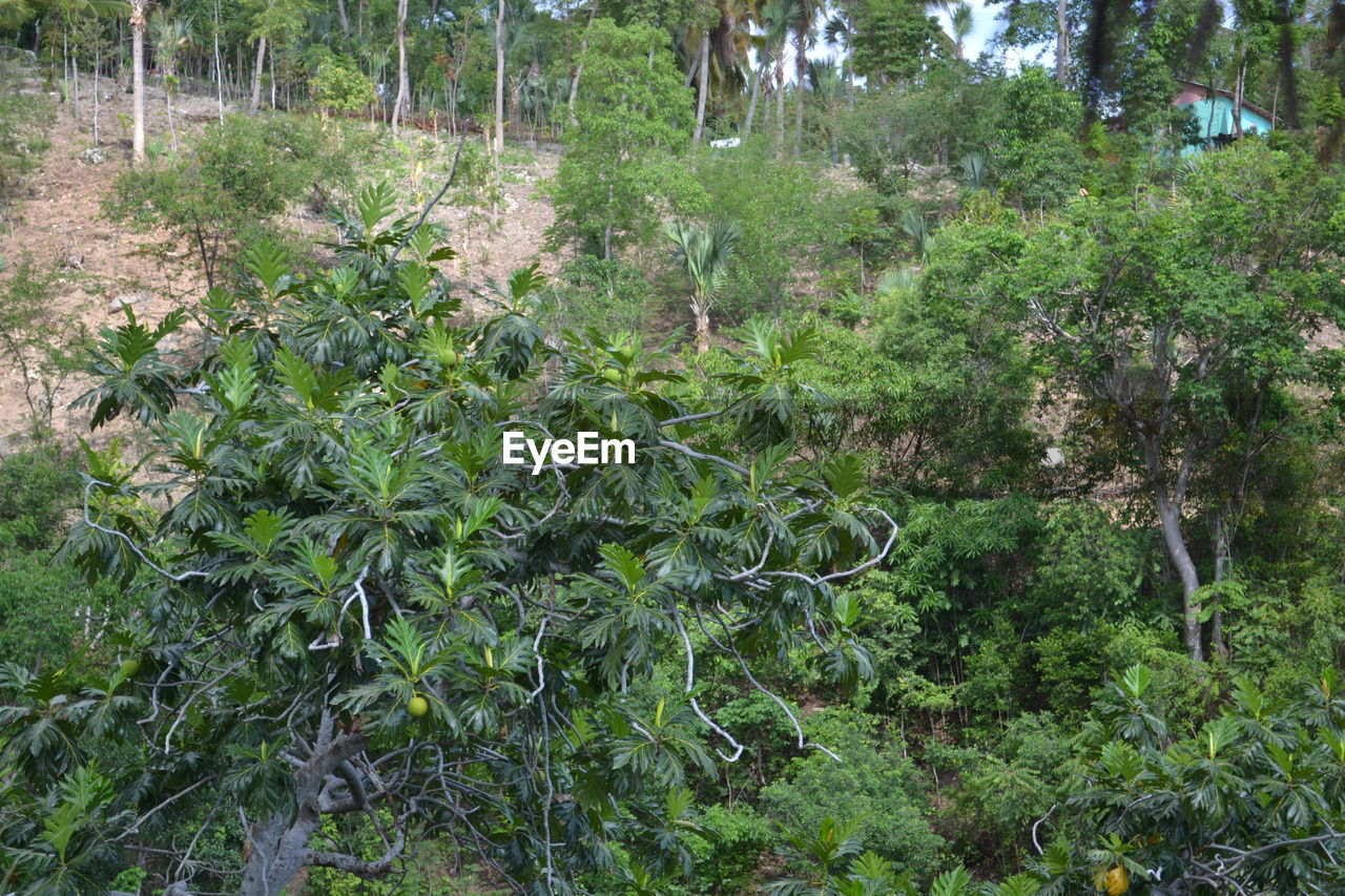 TREES GROWING ON FIELD