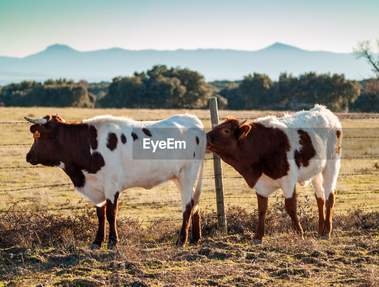 HORSES STANDING IN FIELD