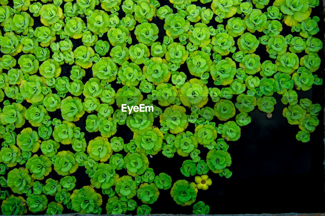 Full frame shot of green leaves