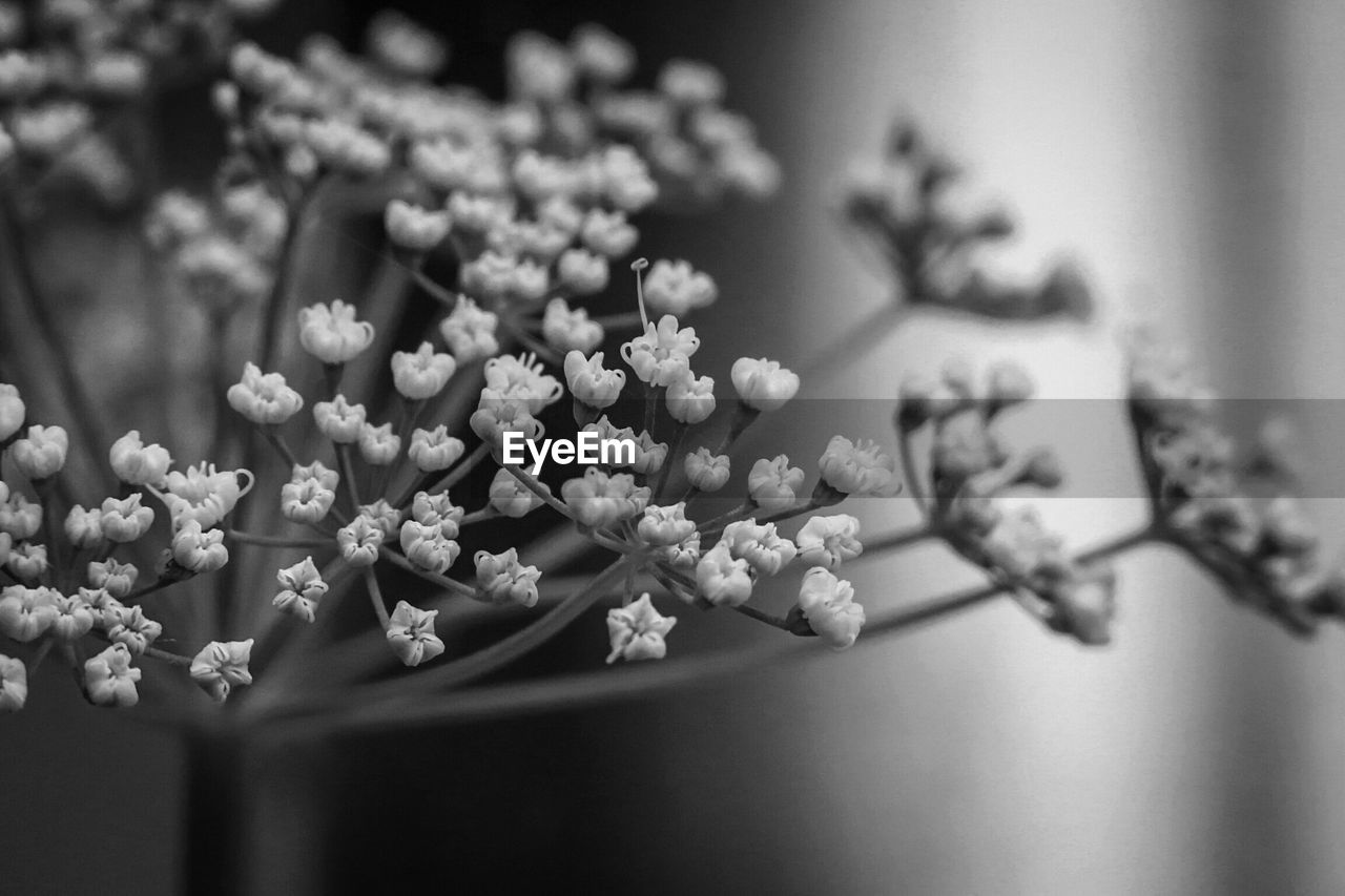 Close-up of flowering plant