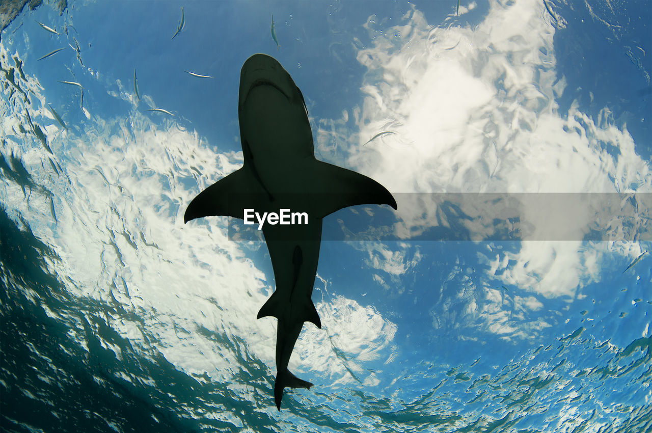 LOW ANGLE VIEW OF FISH SWIMMING