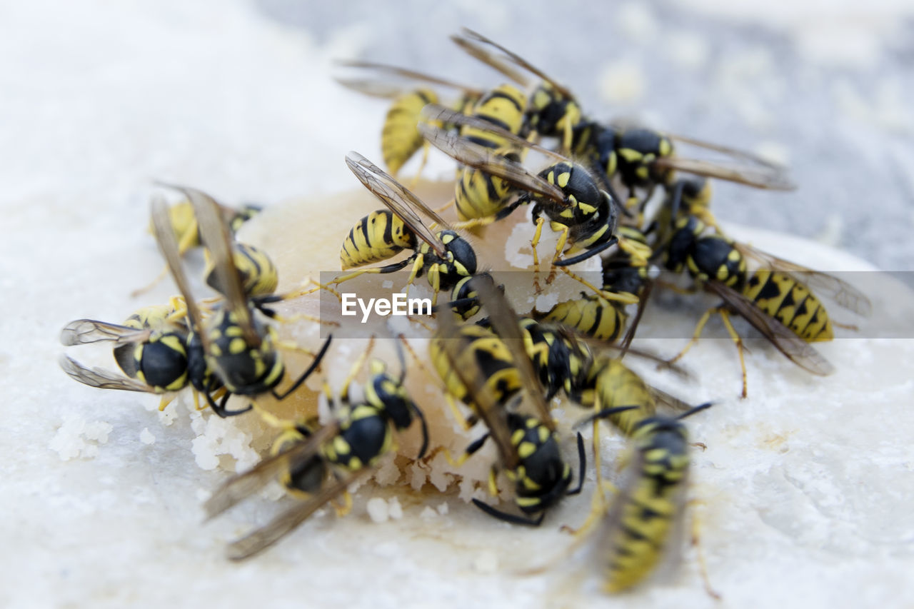High angle view of wasps on sweet food