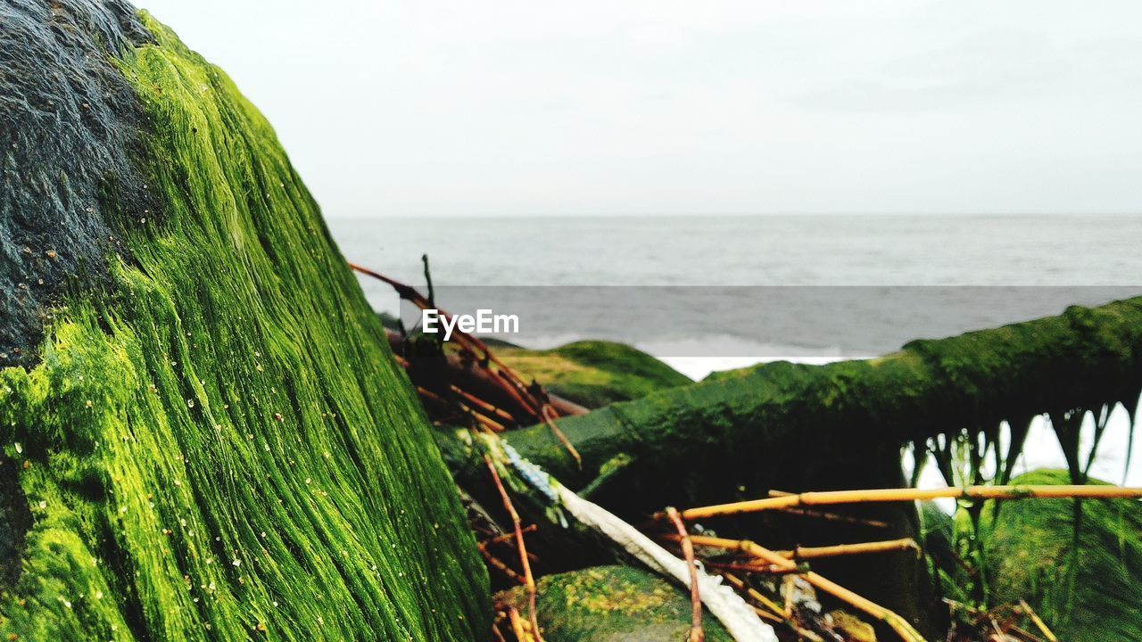 Close-up of plants by sea against sky