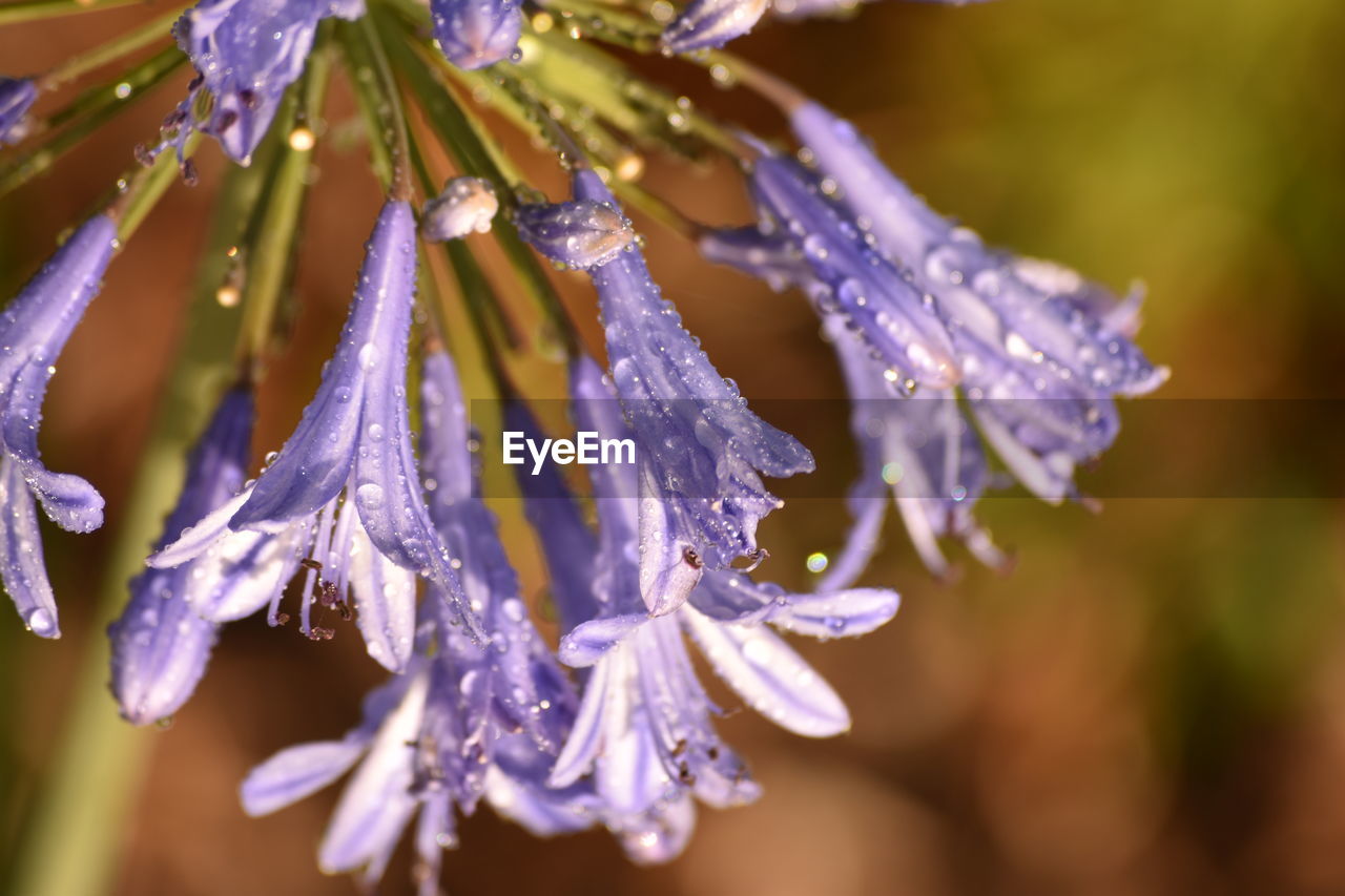 CLOSE-UP OF WATER DROPS ON FLOWER