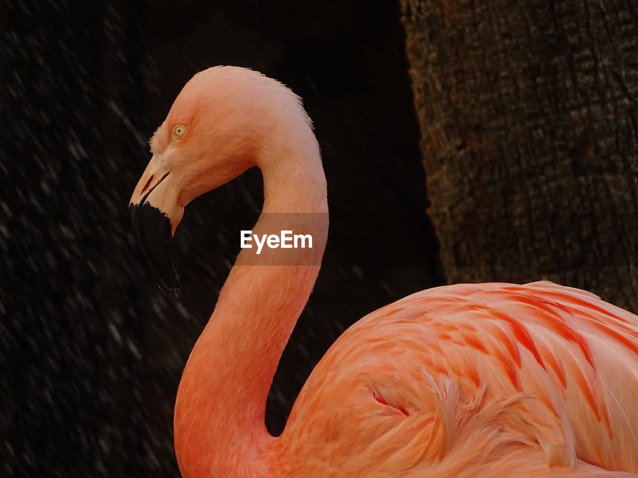 Close-up of a flamingo