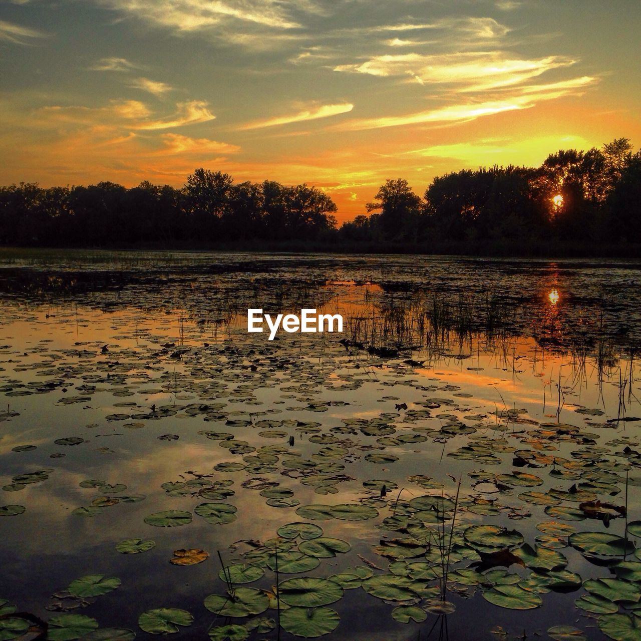 Scenic view of lily pads floating on water