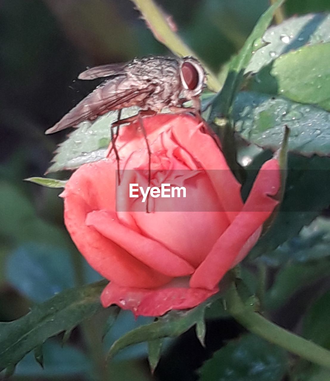 CLOSE-UP OF RED ROSE BLOOMING OUTDOORS