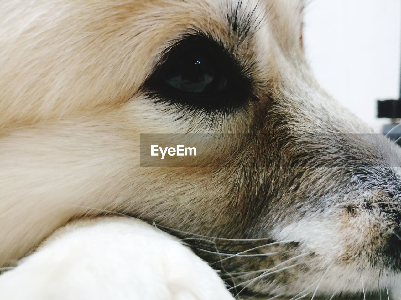 CLOSE-UP OF DOG EYE