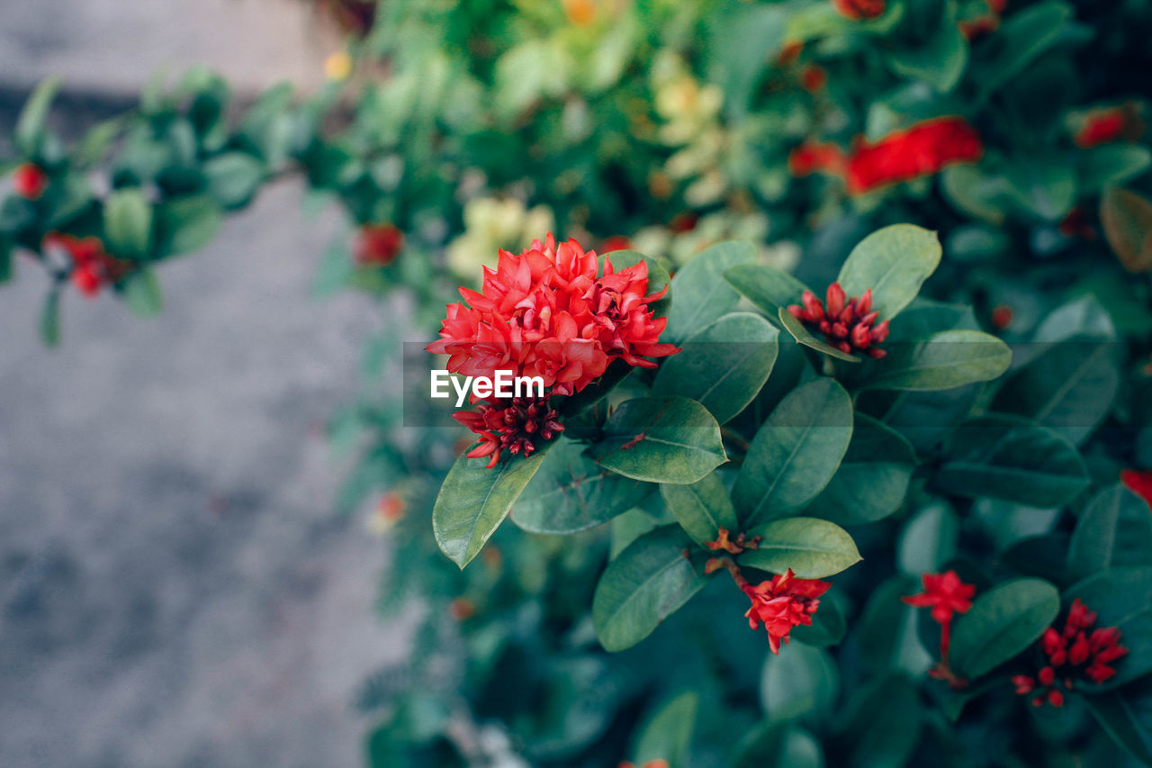 Close-up of fresh orange flowers blooming outdoors