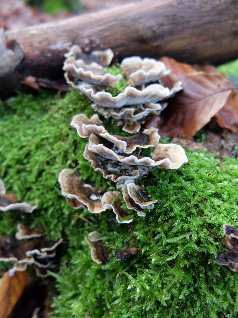 CLOSE-UP OF MUSHROOMS GROWING ON WOOD