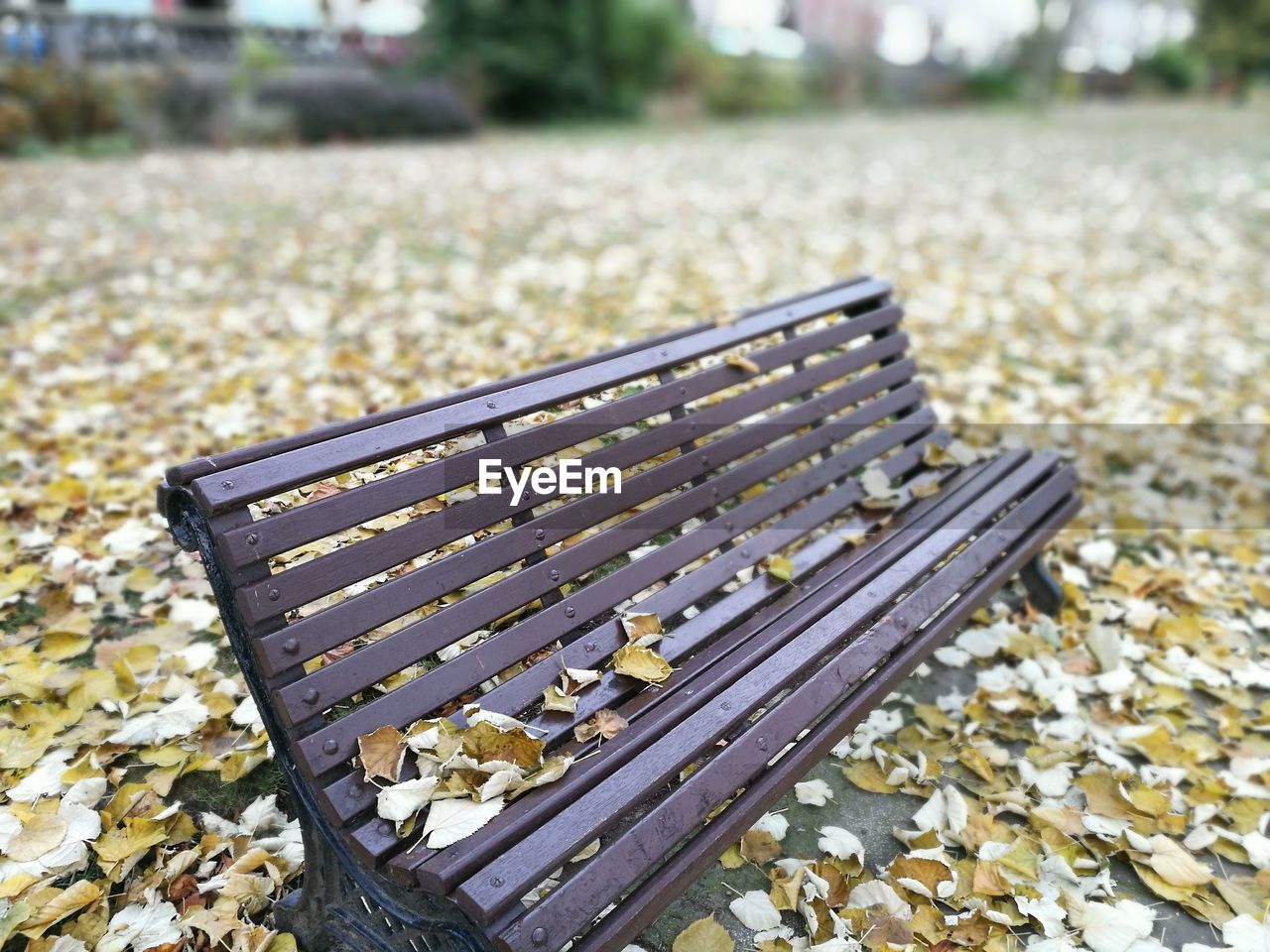 Close-up of autumn leaves on bench