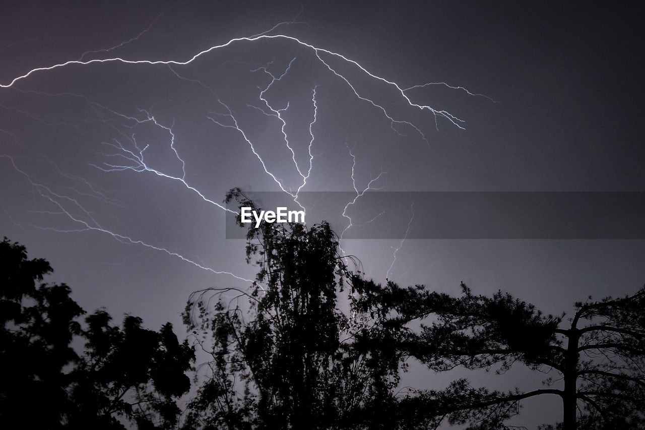 LOW ANGLE VIEW OF LIGHTNING OVER TREES