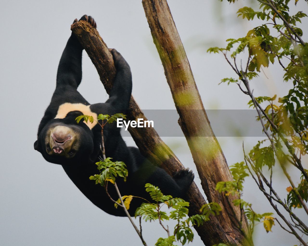 LOW ANGLE VIEW OF A HORSE ON TREE