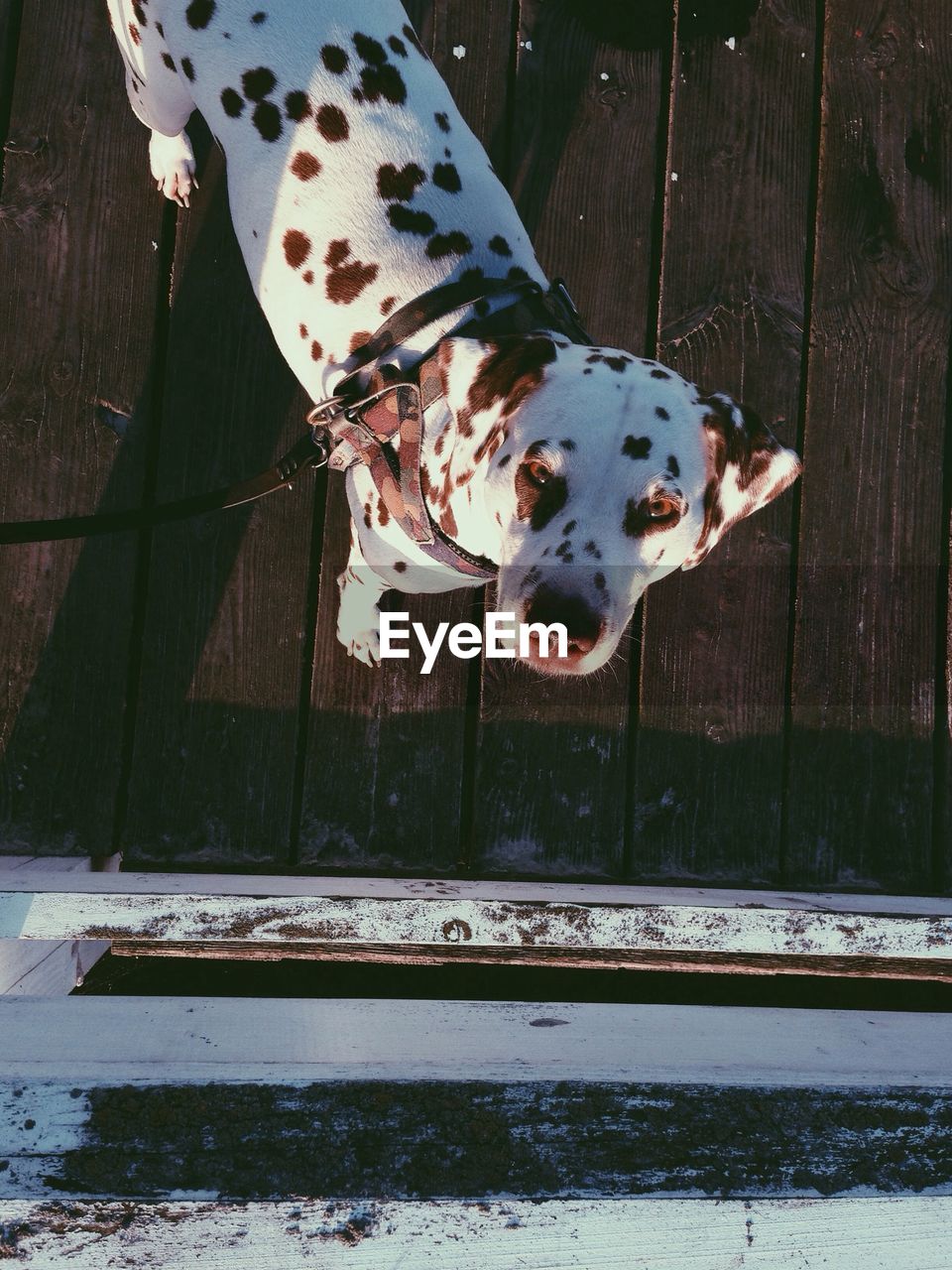 Directly above shot dalmatian dog