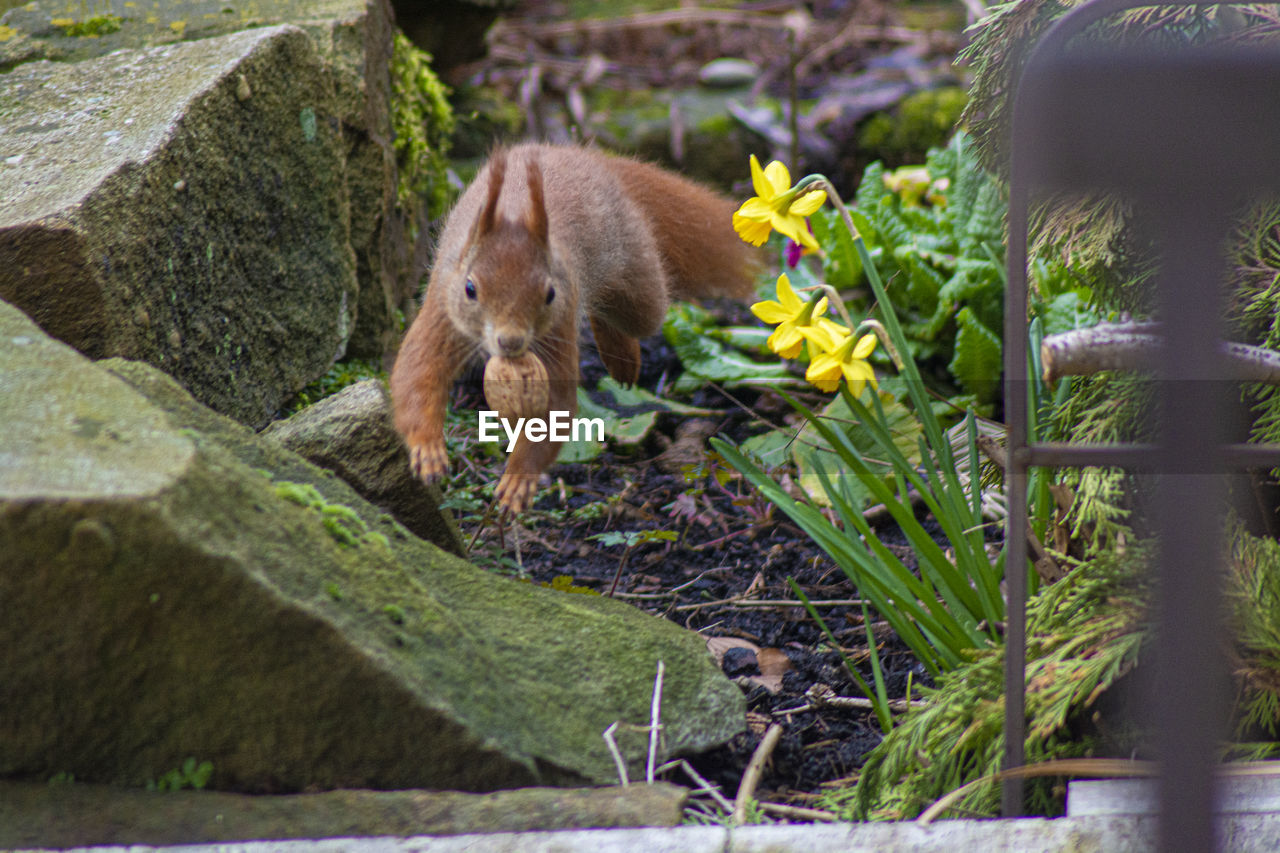 CLOSE-UP OF SQUIRREL EATING