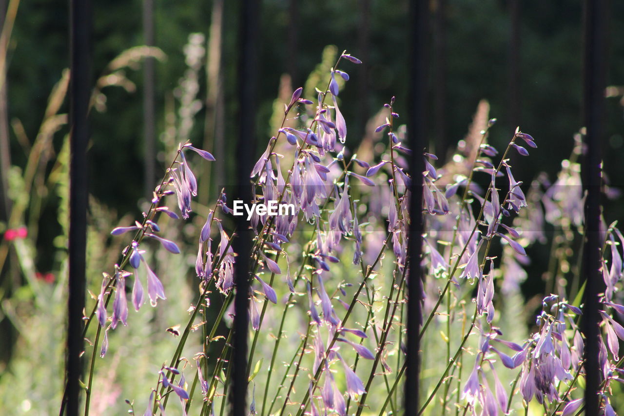 Close-up of purple flowers