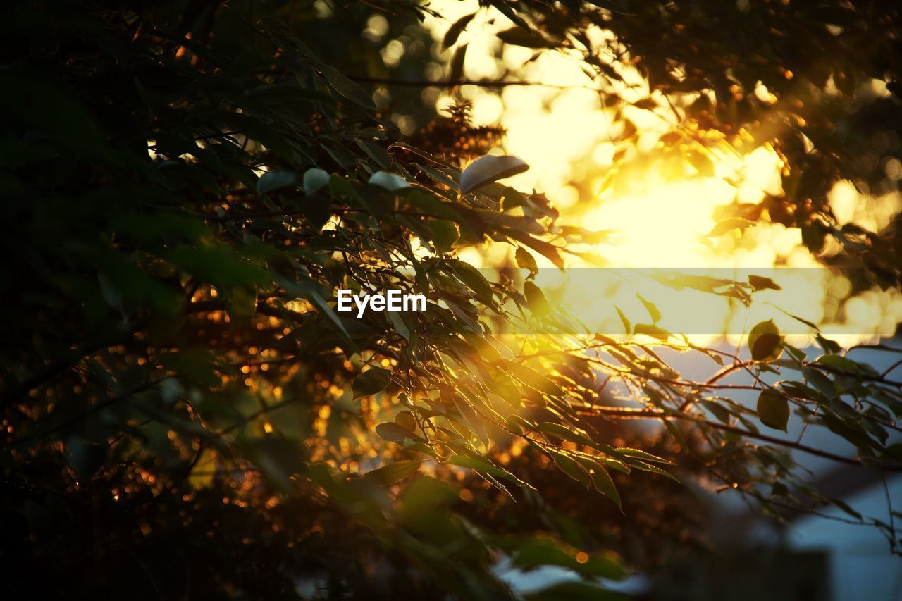 Sunlight falling on branch of tree