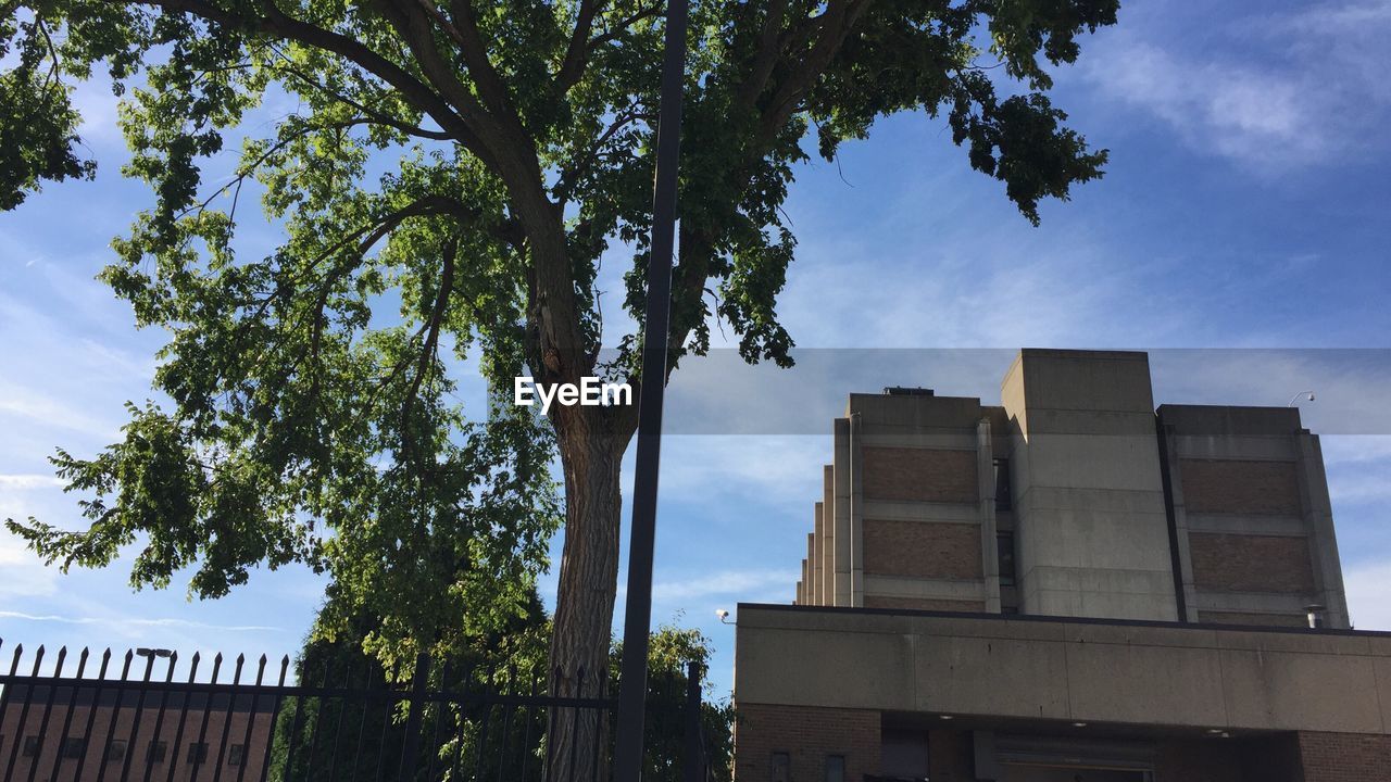 tree, low angle view, architecture, sky, built structure, building exterior, day, growth, no people, outdoors, cloud - sky, nature, city