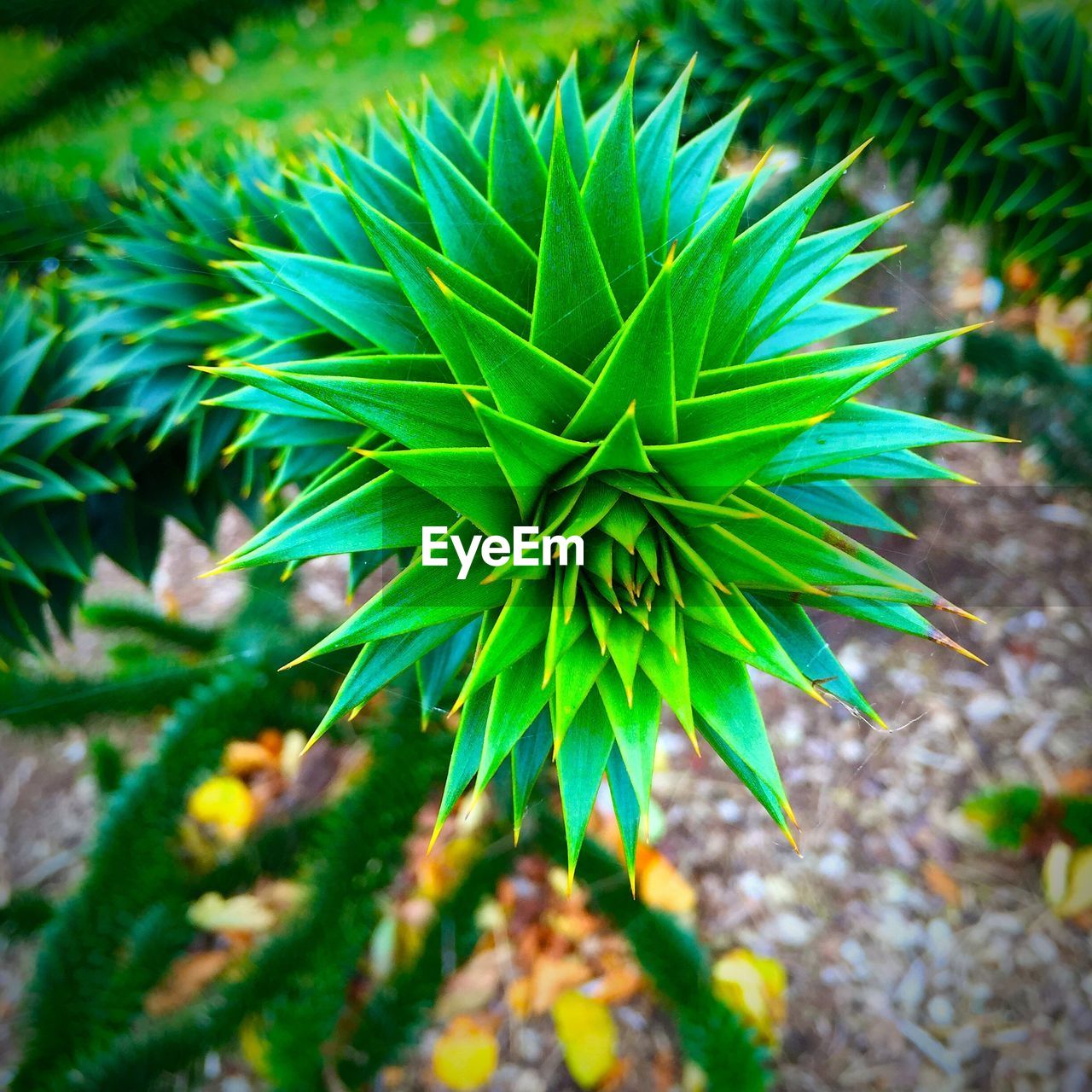 CLOSE-UP OF PLANT