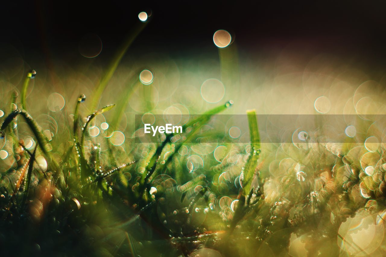 Close-up of plants growing on field at night