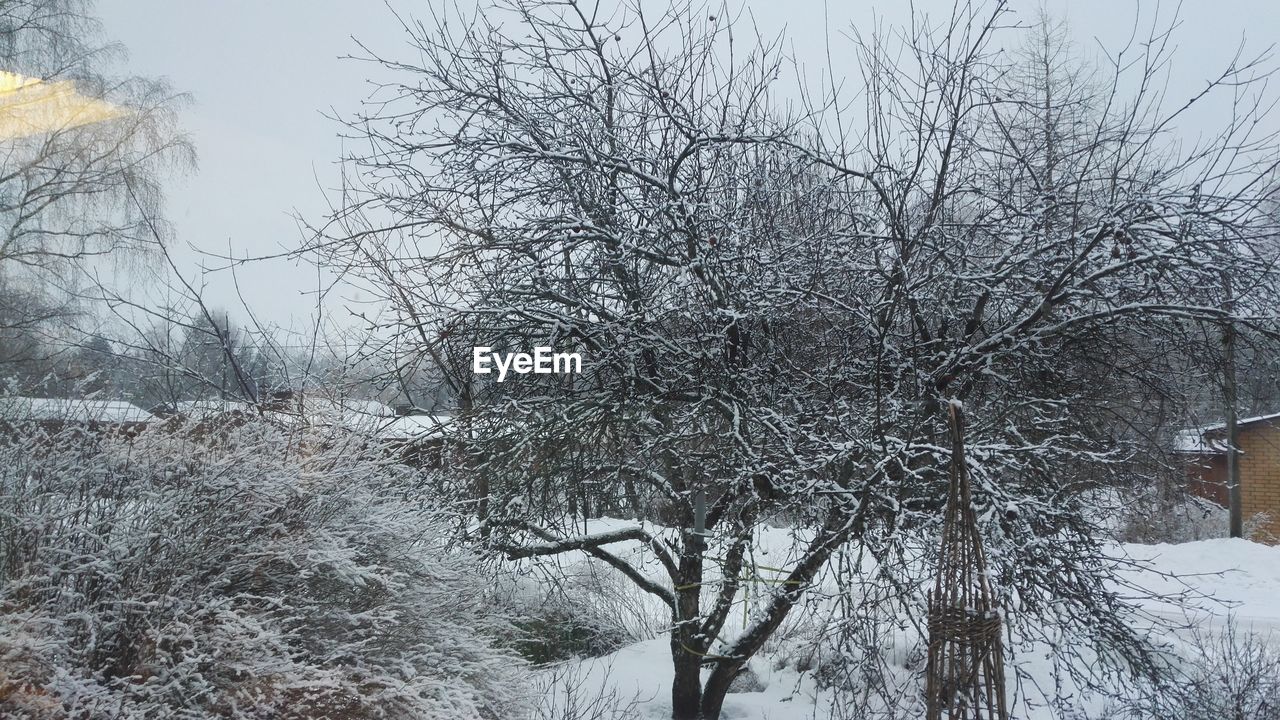 BARE TREES ON SNOW LANDSCAPE